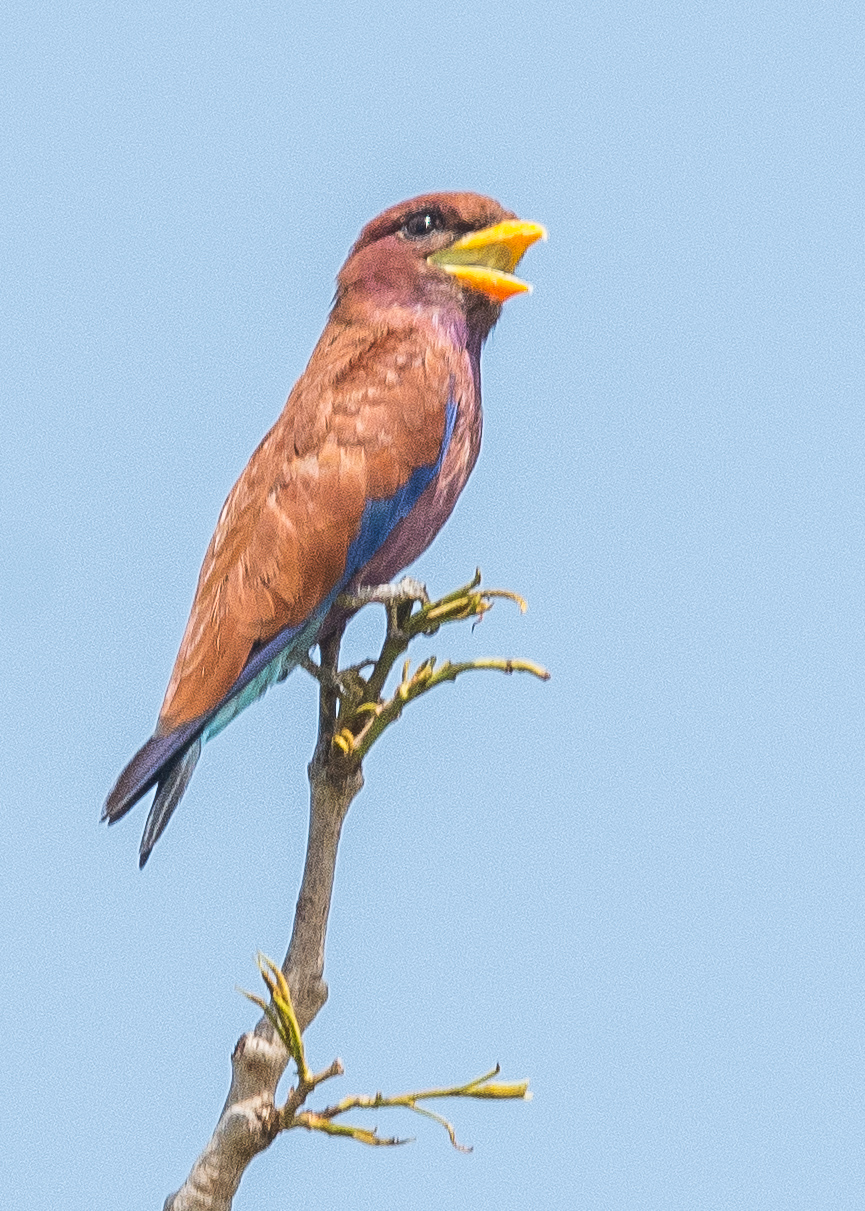 Rolle violet (Broad-billed roller, Eurystomus glaucurus), adulte en train de crier, Réserve de Fathala, Sénégal